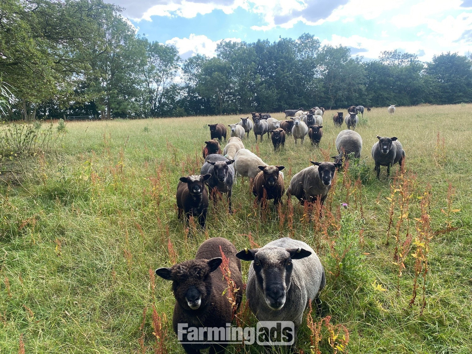  Ryeland Pure –Bred white and Coloured Lambs for Sale – Suffolk
