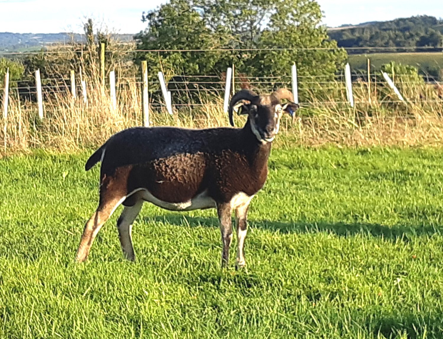 Wiltshire Horn cross sheep & Starter Flocks