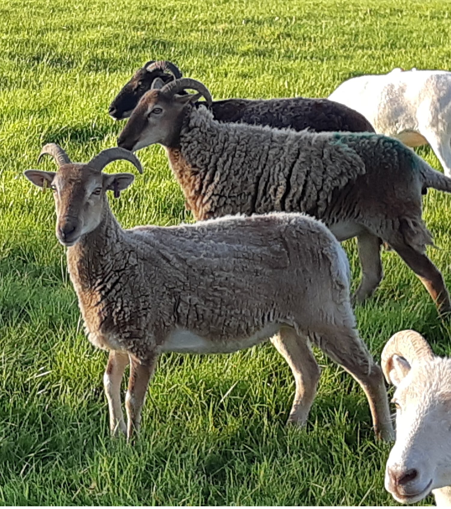 Wiltshire Horn cross sheep & Starter Flocks