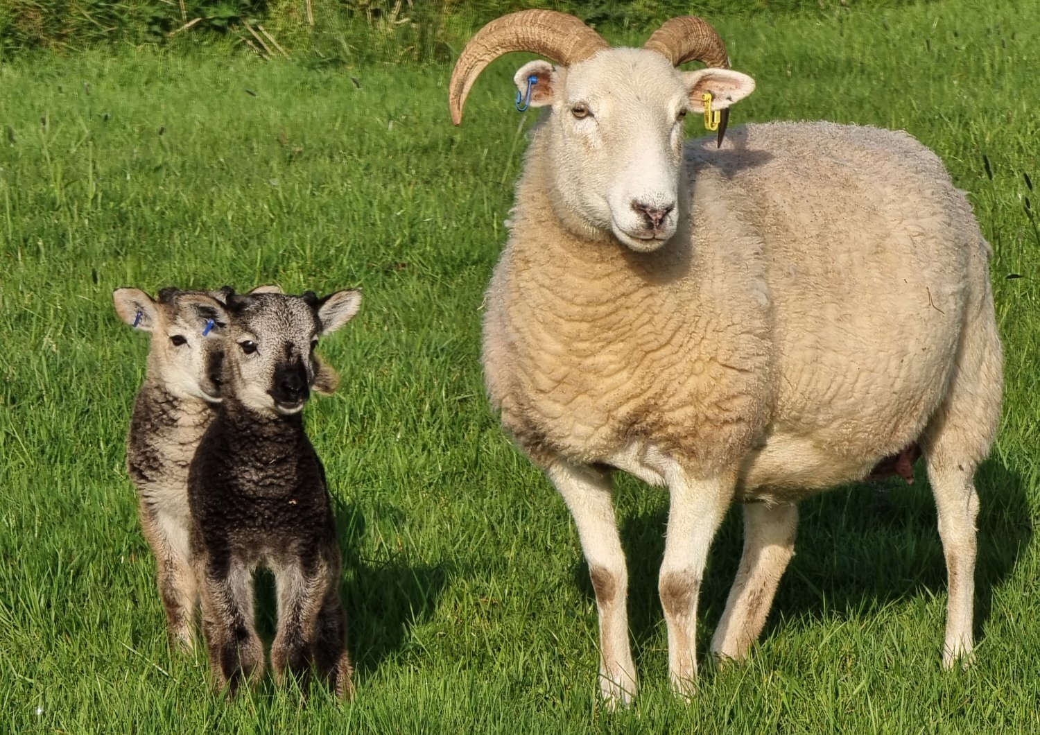 Wiltshire Horn cross sheep & Starter Flocks - {CATEGORY}