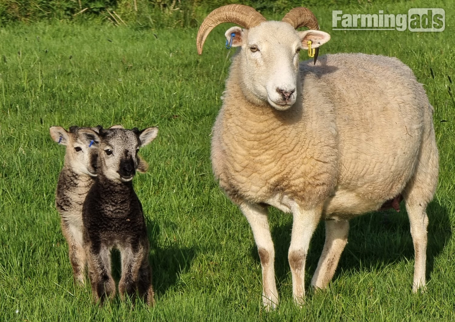 Wiltshire Horn cross sheep & Starter Flocks - {CATEGORY}