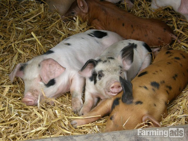 GLOUCESTERSHIRE OLD SPOTS X DUROC WEANERS 