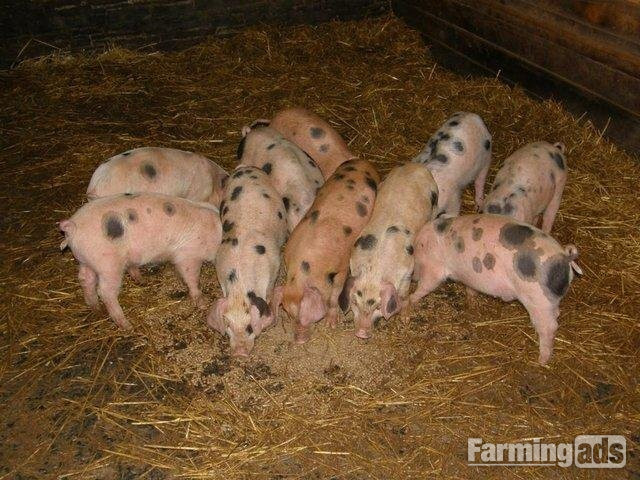 GLOUCESTERSHIRE OLD SPOTS X DUROC WEANERS 