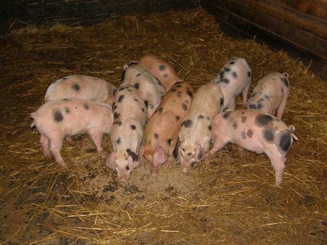 GLOUCESTERSHIRE OLD SPOTS X DUROC WEANERS 