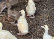 Cherry Valley and Khaki Campbell (Females)