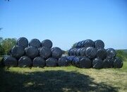 HAYLAGE - 80 Bales