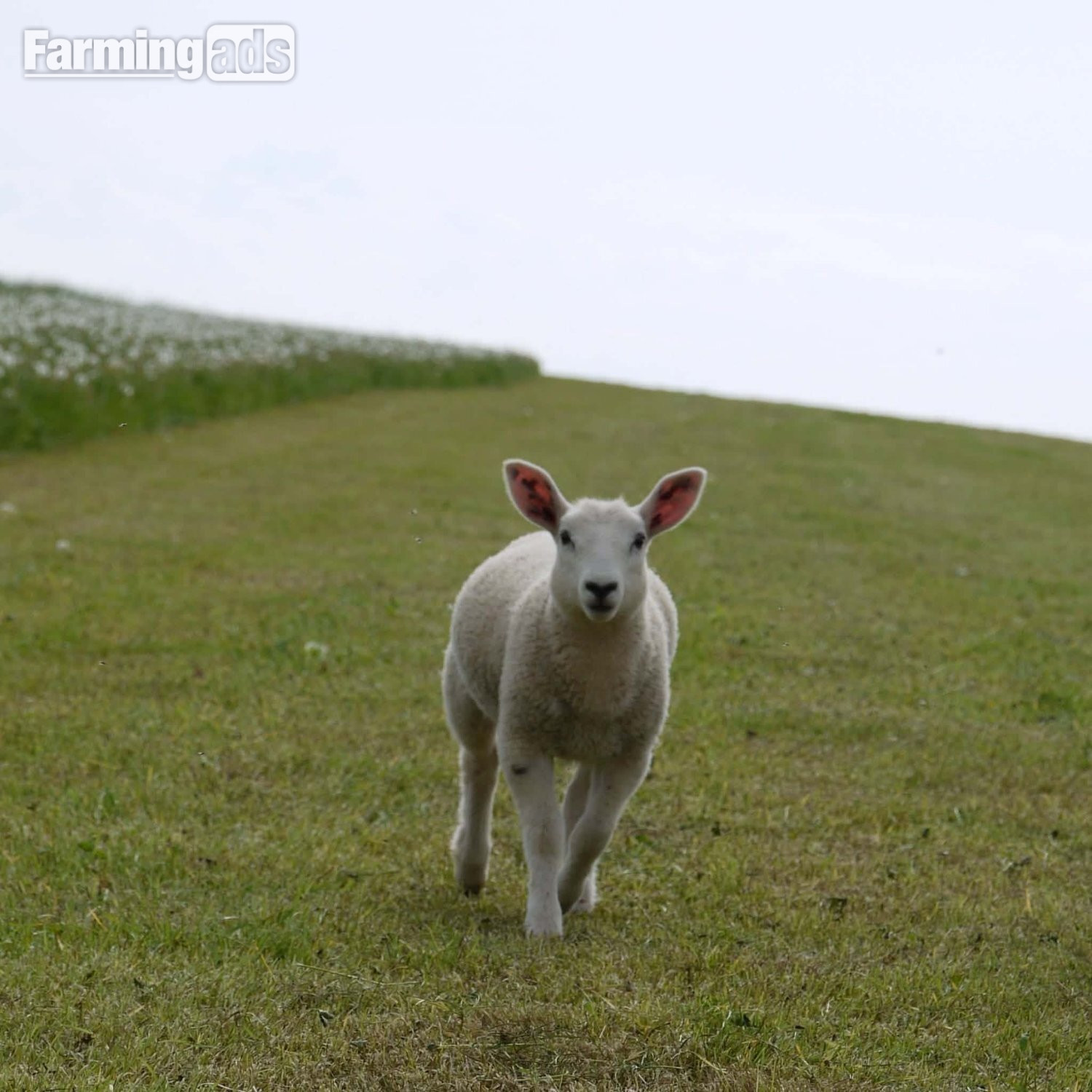 Ive got 3 beautiful Welsh mule / Texel ewe lambs 