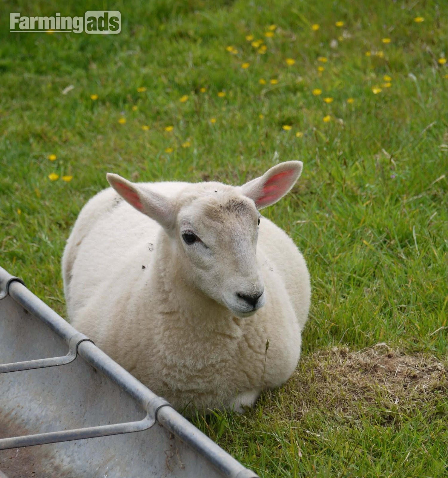  Ive got 3 beautiful Welsh mule / Texel ewe lambs 
