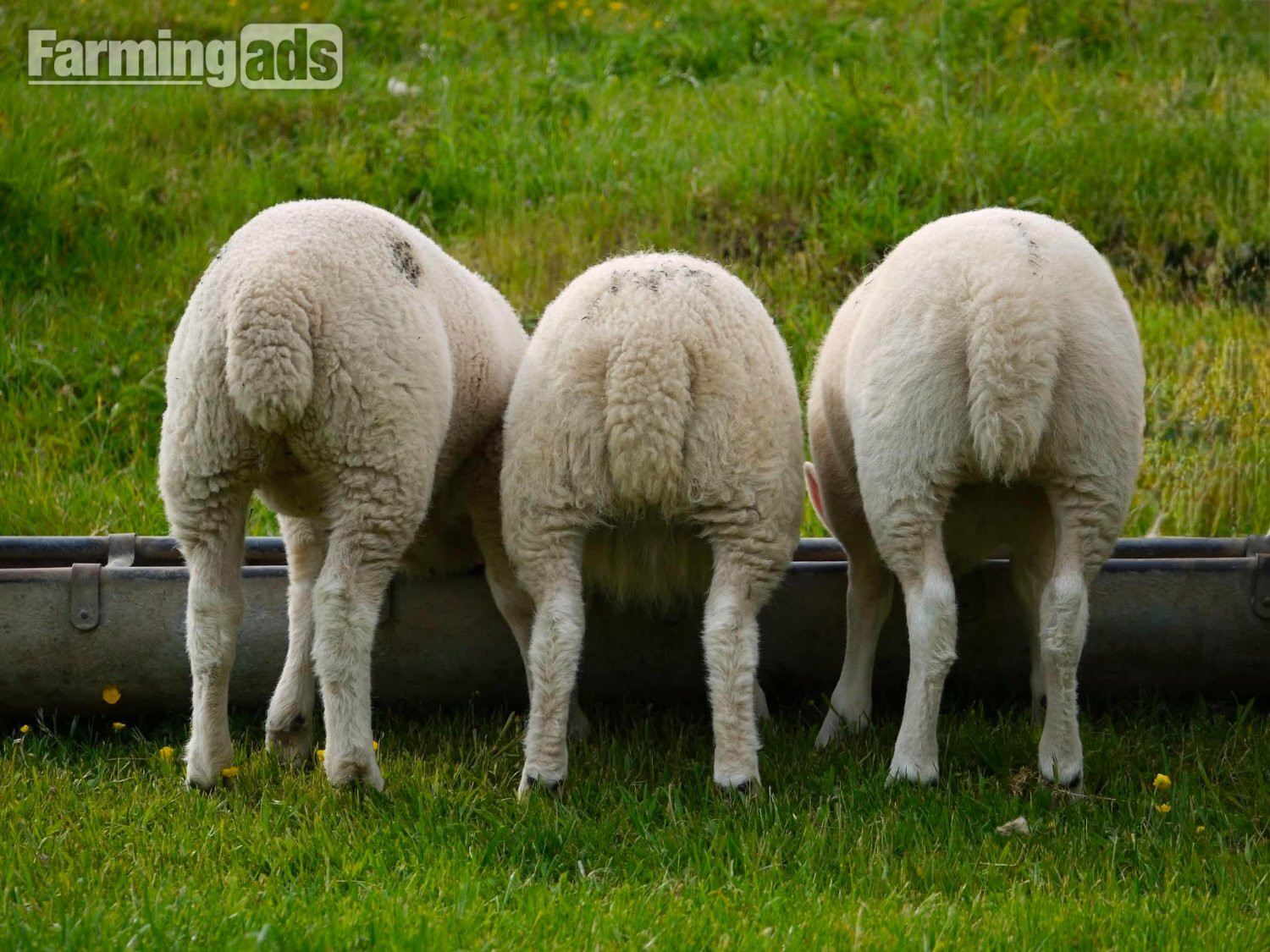 Ive got 3 beautiful Welsh mule / Texel ewe lambs  - {CATEGORY}