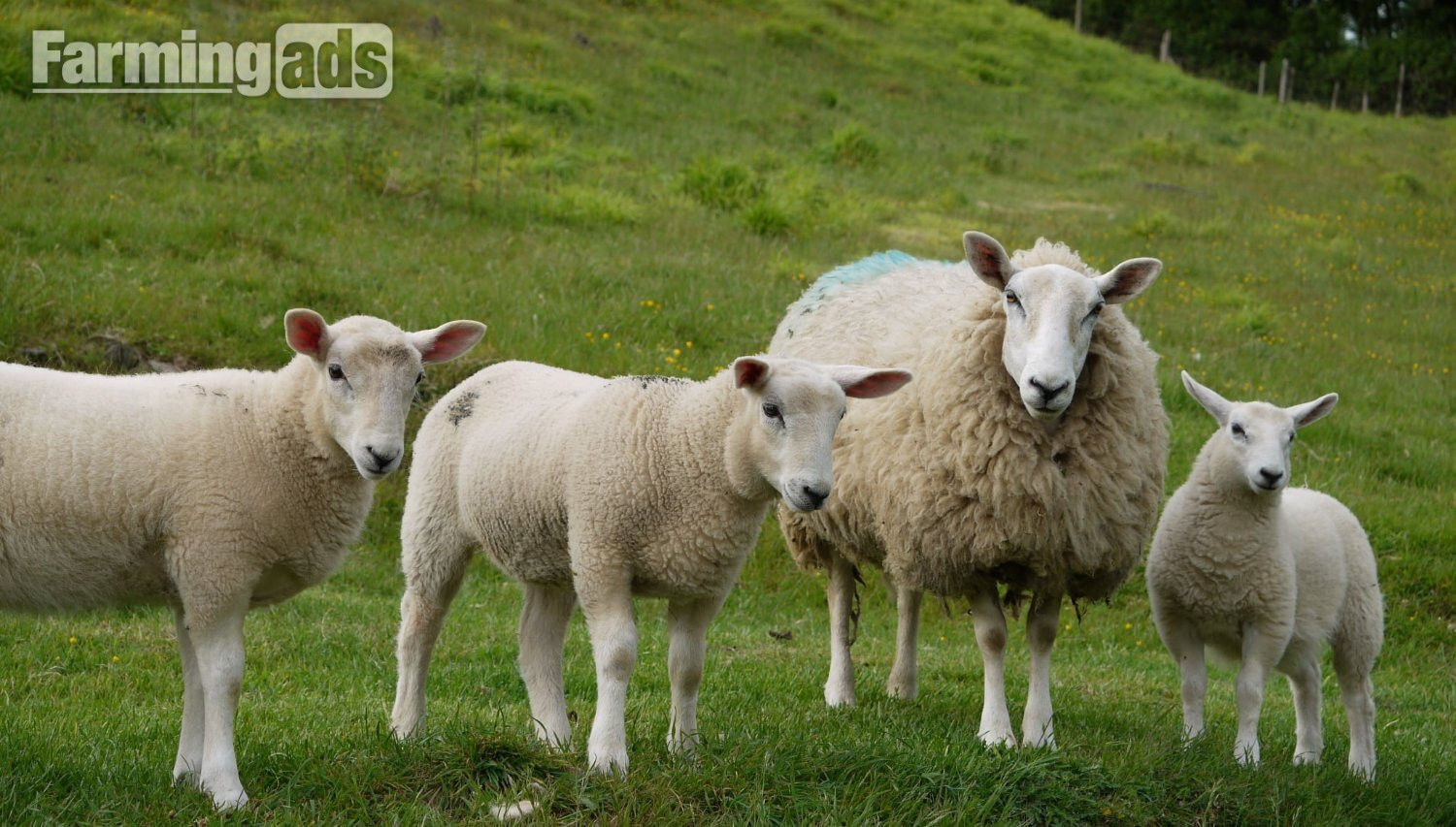 Ive got 3 beautiful Welsh mule / Texel ewe lambs  - {CATEGORY}