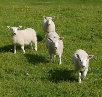 Ive got 3 beautiful Welsh mule / Texel ewe lambs 