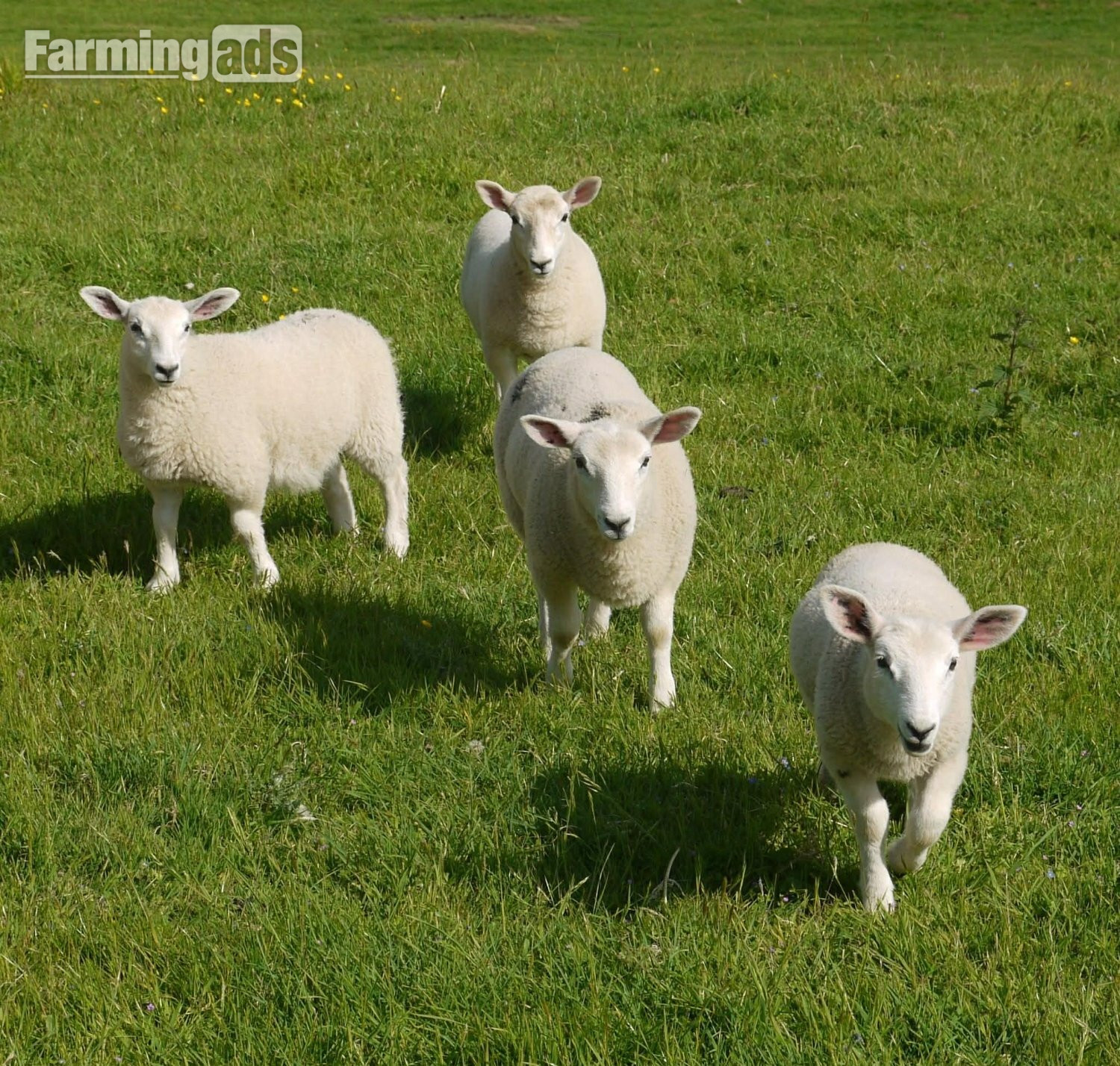 Ive got 3 beautiful Welsh mule / Texel ewe lambs  