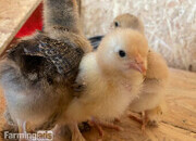 partridge brahma chicks