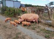 Tamworth weaners for sale