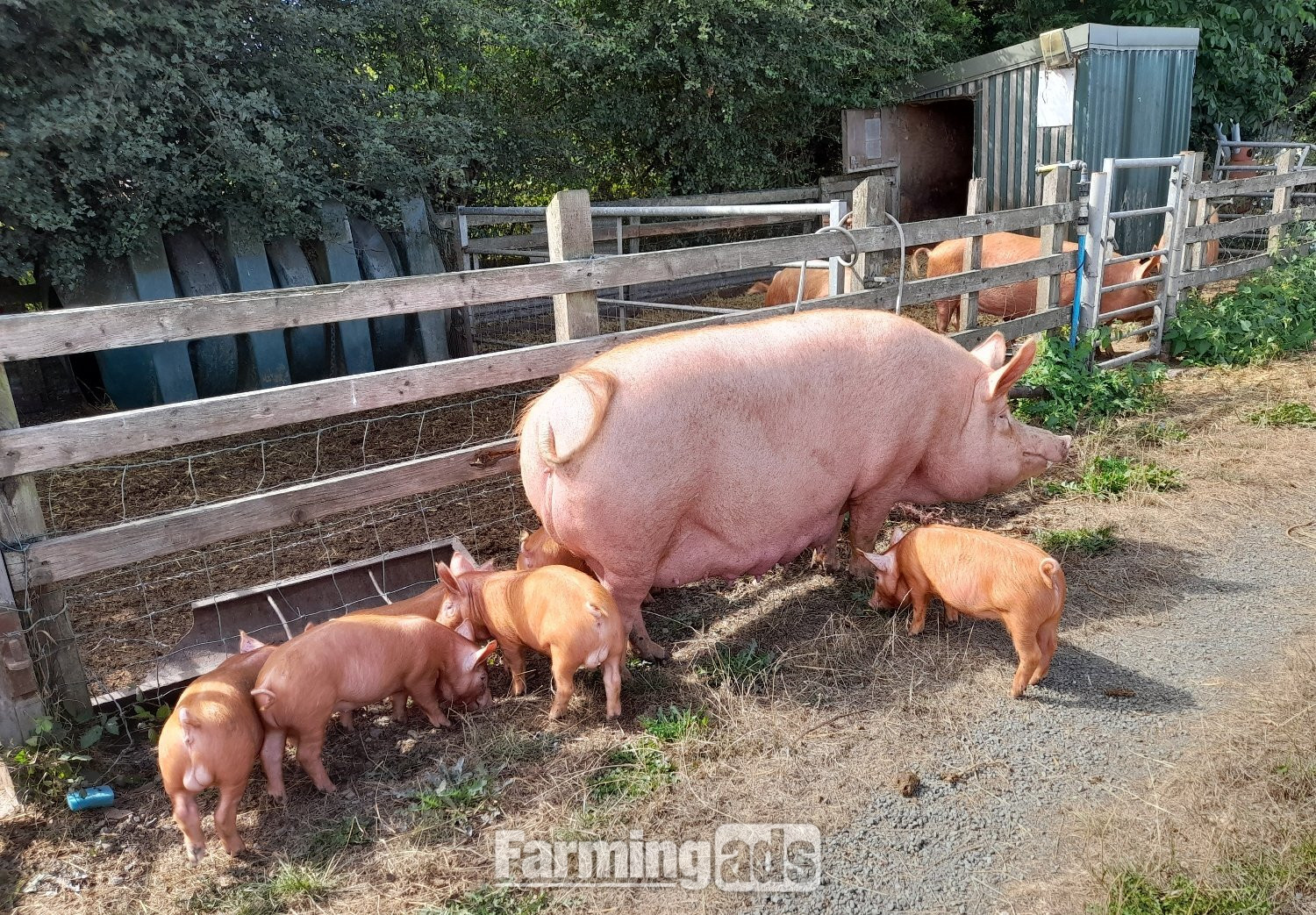 Tamworth weaners for sale