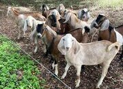 Pure Breed Boer goats and Anglo-Nubian Goats for sale
