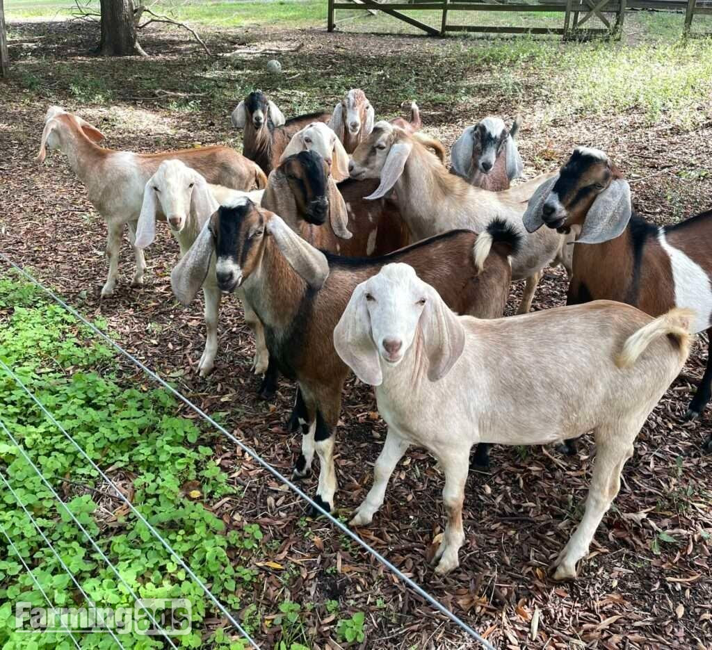 Pure Breed Boer goats and Anglo-Nubian Goats for sale