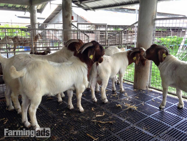 Pure Breed Boer goats and Anglo-Nubian Goats for sale
