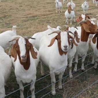 Pure Breed Boer goats and Anglo-Nubian Goats for sale