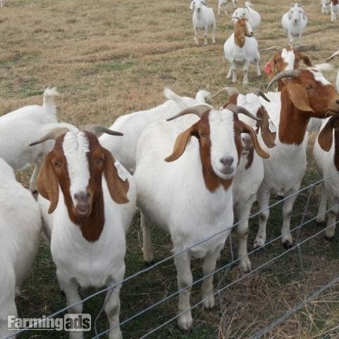  Pure Breed Boer goats and Anglo-Nubian Goats for sale