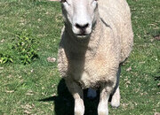 Romney Breeding Ewes