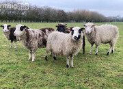 Shetland sheep wethers (castrated rams) for sale 