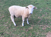 Romney Breeding Rams