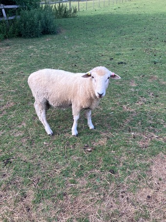 Romney Breeding Rams