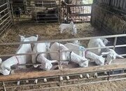 Starter British saneen herd for sale