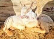 Friendly Pet Goats Looking for Loving Homes