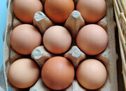 Fertilized chicken eggs for Sale in London