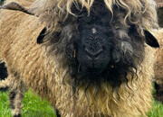 Valais Blacknose Breeding Ewe 