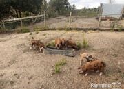 Lovely OSB weaners for sale - lovely temperament - 9 weeks old