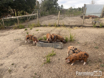 Lovely OSB weaners for sale - lovely temperament - 9 weeks old