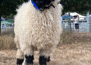 Valais Blacknose Ram UNPROVEN 