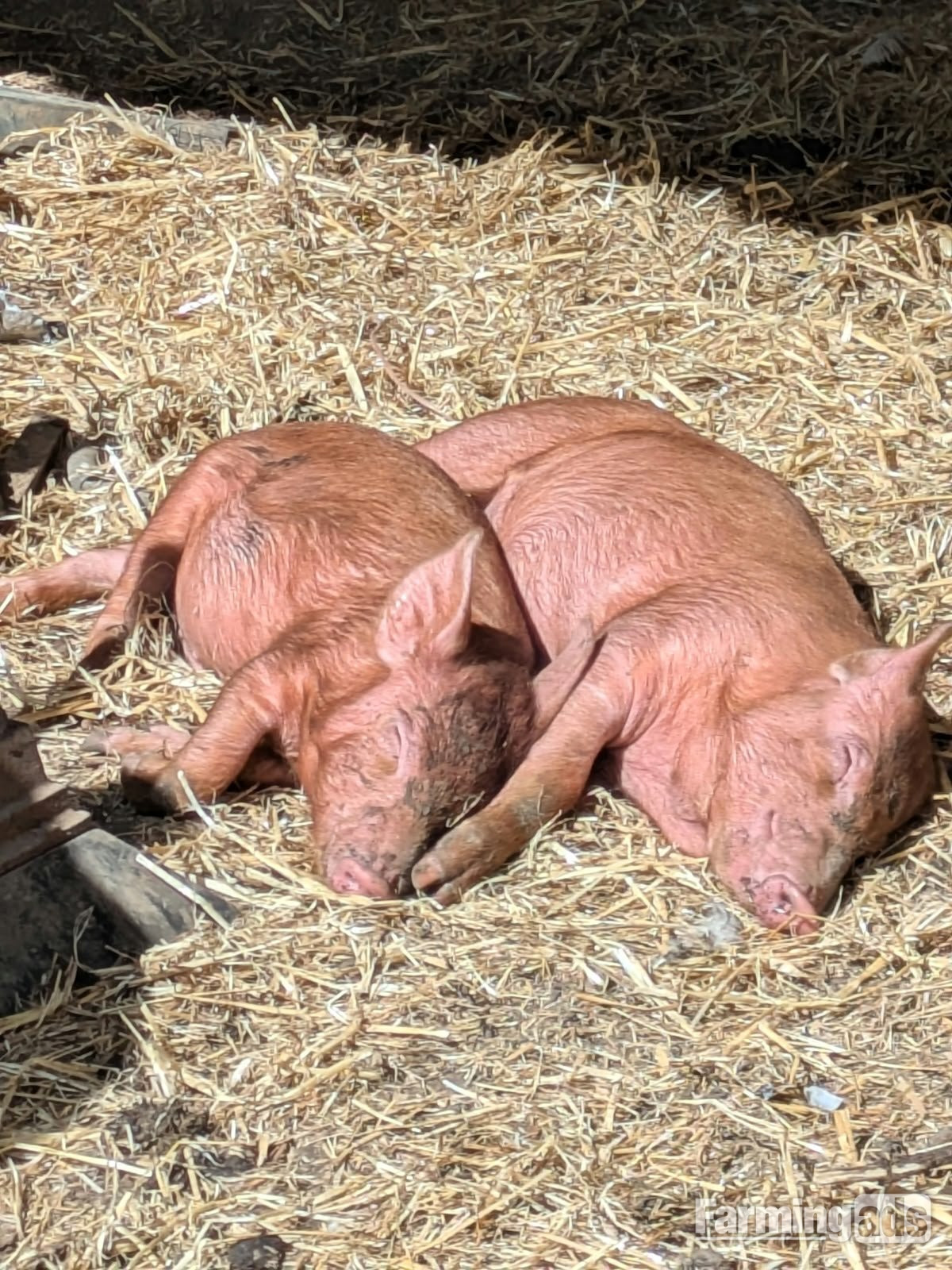 Tamworth growers available 