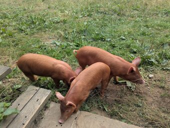 Tamworth growers available 