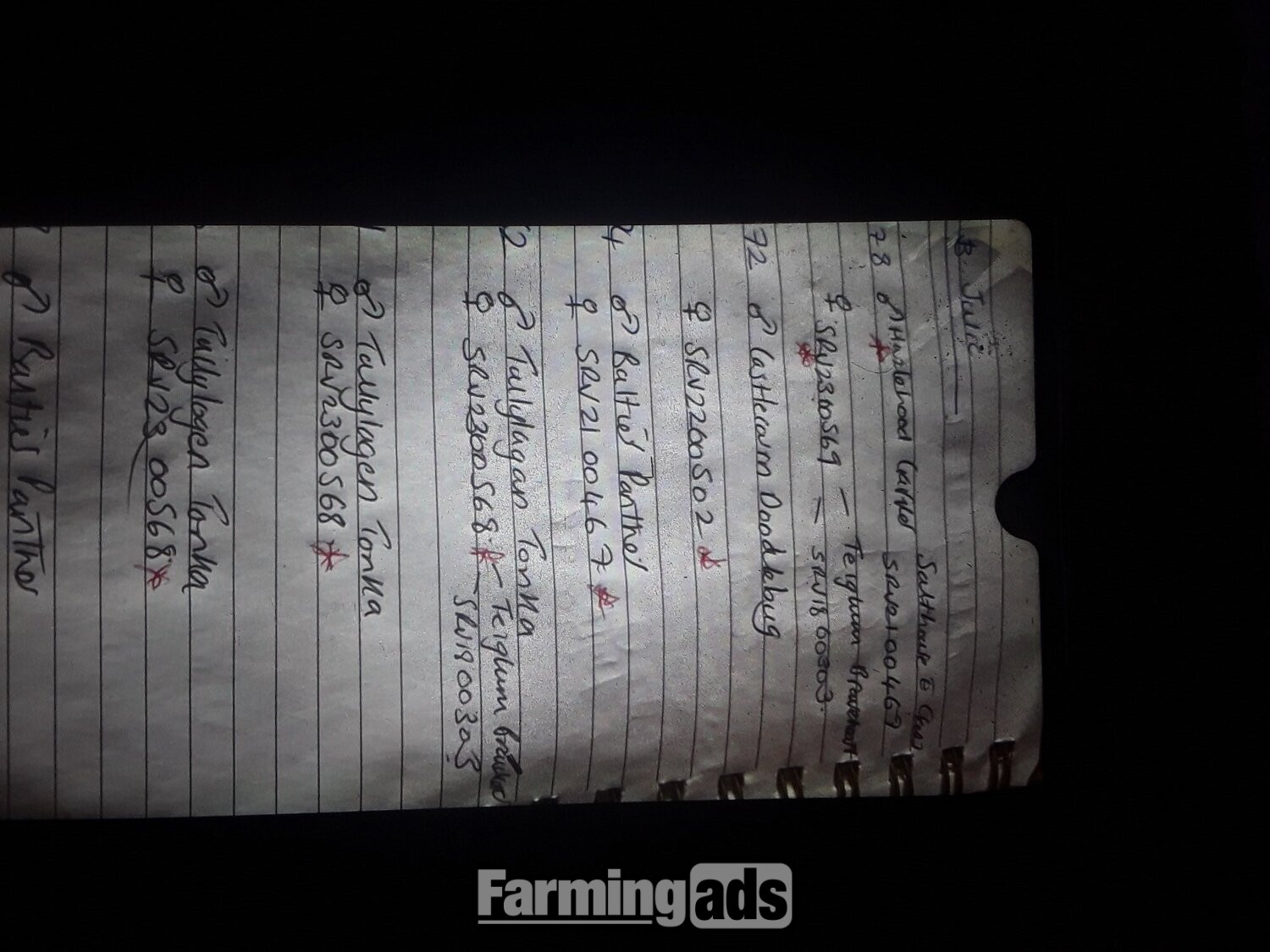 Texel shearling tups all pedigree and birth  notification 