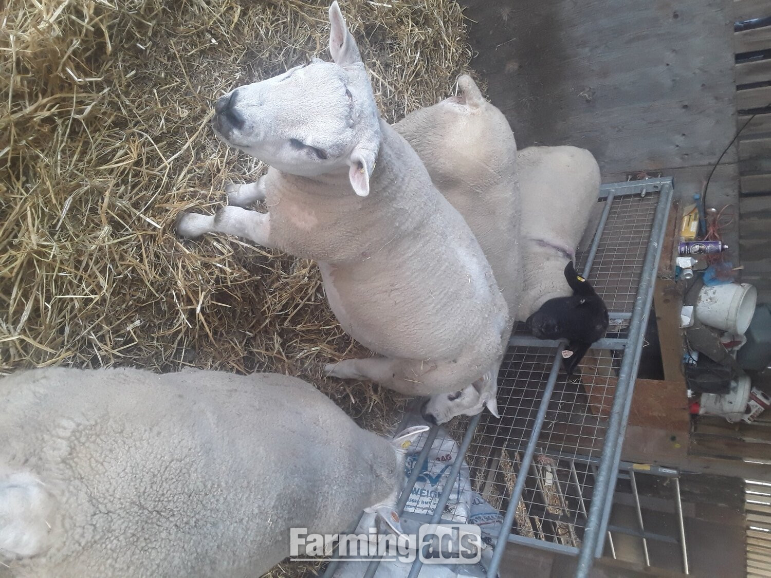 Texel shearling tups all pedigree and birth  notification 
