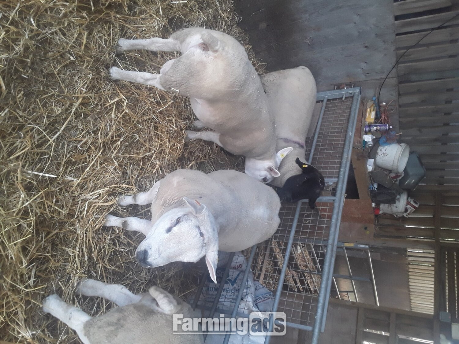  Texel shearling tups all pedigree and birth  notification 