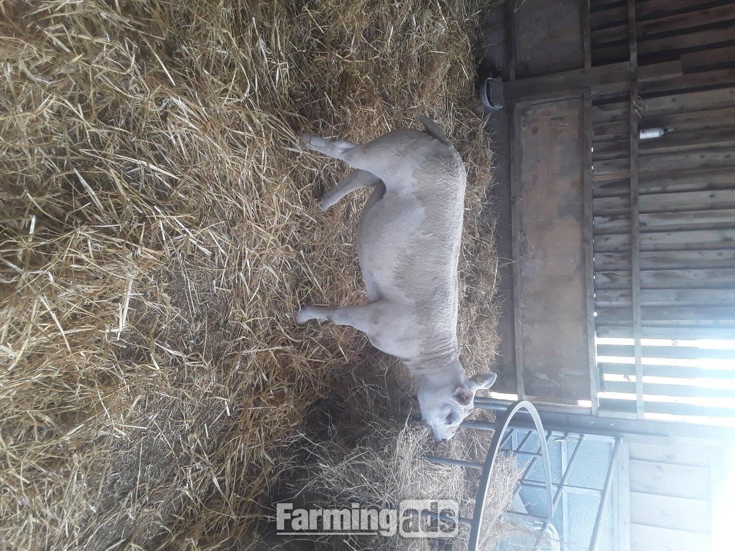 Texel shearling tups all pedigree and birth  notification  - {CATEGORY}