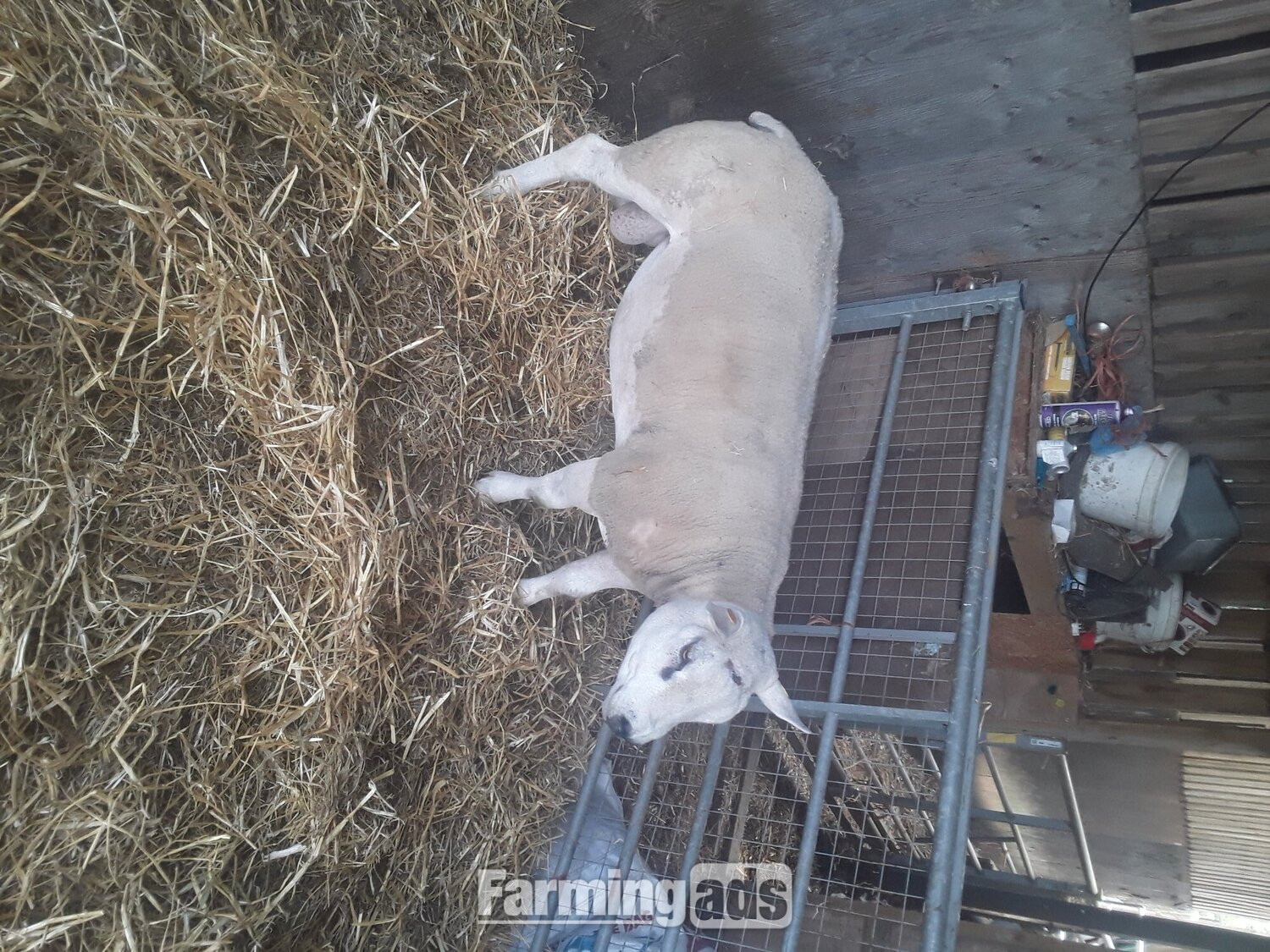 Texel shearling tups all pedigree and birth  notification  - {CATEGORY}