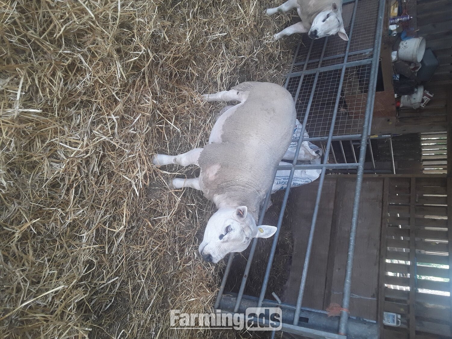 Texel shearling tups all pedigree and birth  notification  