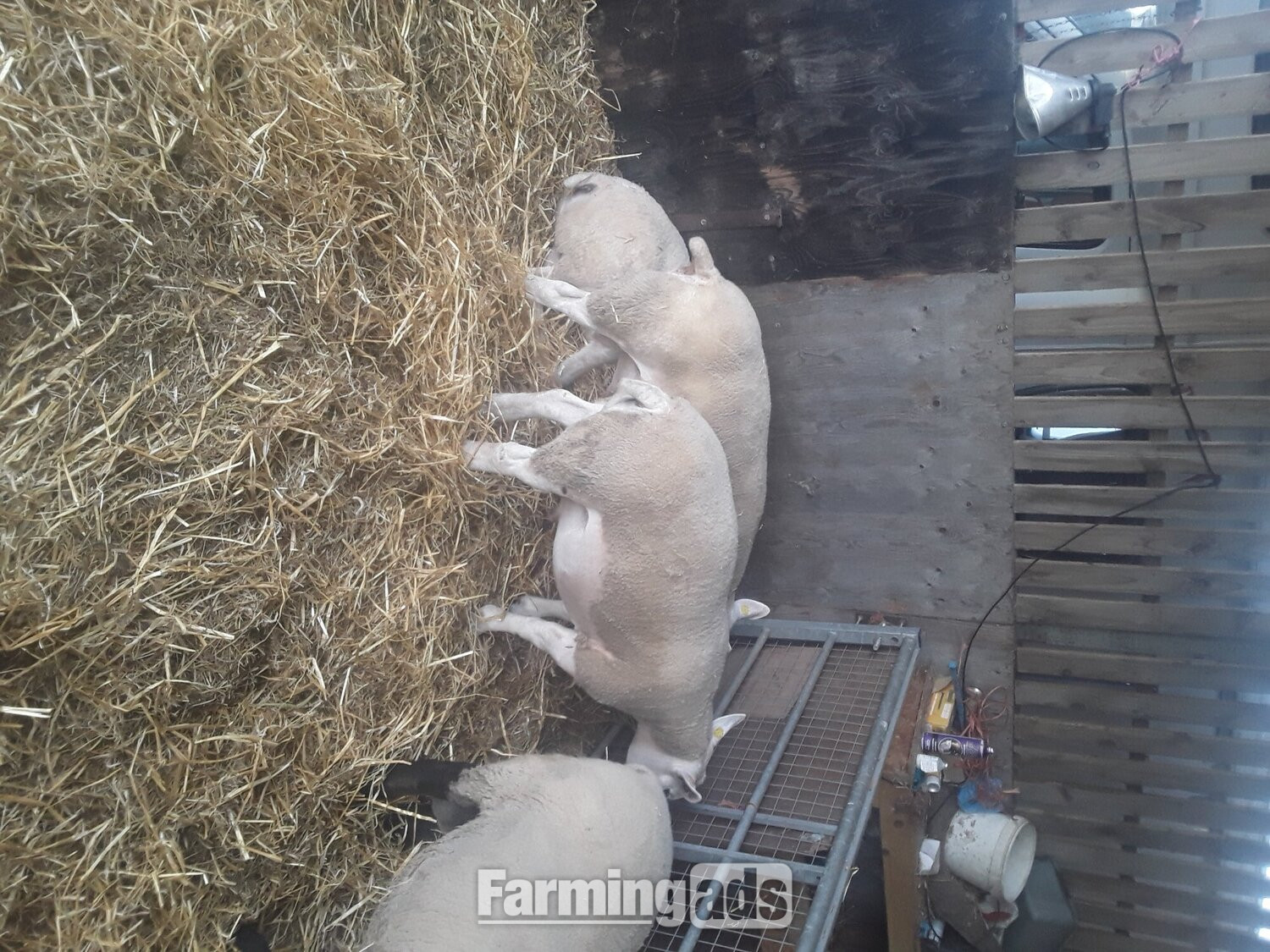{CATEGORY} - Texel shearling tups all pedigree and birth  notification 