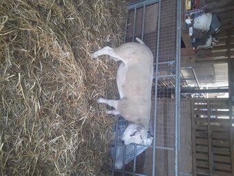 Texel shearling tups all pedigree and birth  notification 