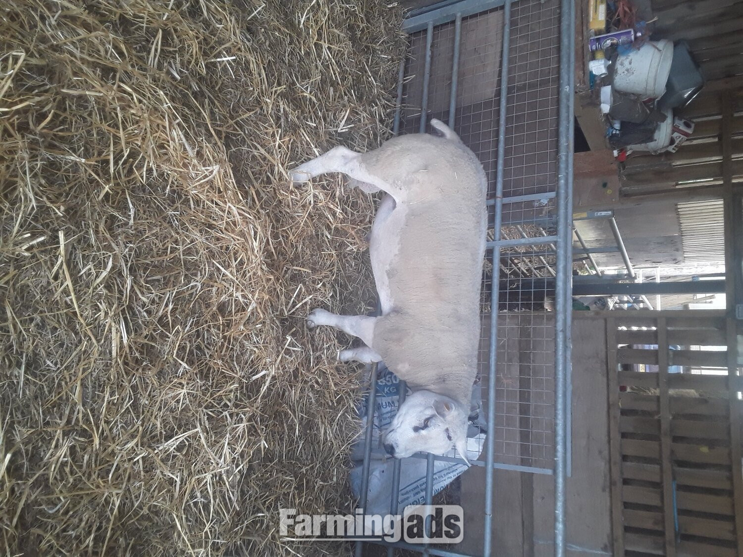 {CATEGORY} - Texel shearling tups all pedigree and birth  notification 