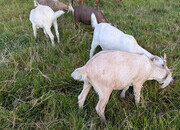 3 Wether goats for sale born 26th March
