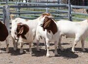  Quality health Boer Goats,and Nubian Goats for sale urgently.