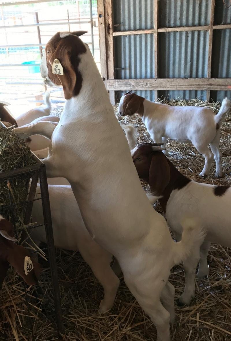 Quality health Boer Goats,and Nubian Goats for sale urgently.