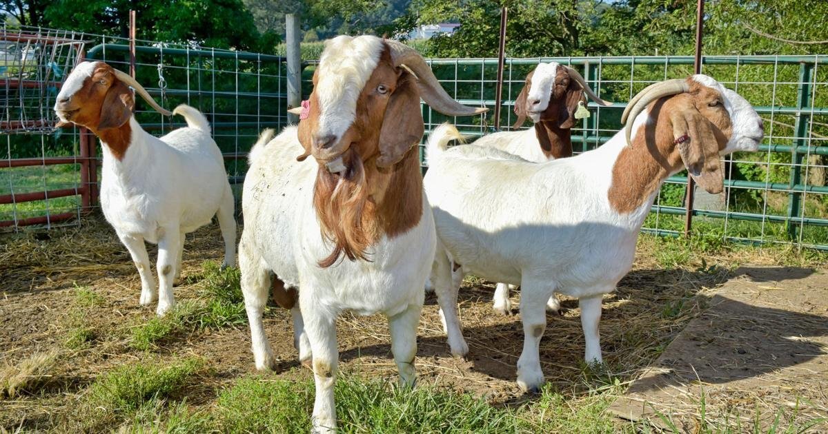   Quality health Boer Goats,and Nubian Goats for sale urgently.